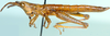 Devylderia coryphistoides Sjöstedt, 1923: male, lateral view. (Otu).