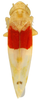 Habitus, dorsal view: Habitus (holotype, OSU collection). (Observation).