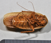 CollectionObject 1553126; d8382005-7e88-4dd5-921e-610e21f33c6a: copyright NTUC. ventral view (syntype). (CollectionObject).
