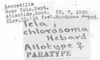 CollectionObject 1525526; 0ccd6566-c2e2-4b6b-80ab-322d919f9508: labels (allotype). (CollectionObject).