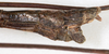 CollectionObject 1591711; NMW 74''', 1c314021-b4ad-42f9-b9a6-2f3e3535509e: copyright NMW. male: end of abdomen, lateral view (lectotype). (CollectionObject).