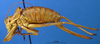 CollectionObject 1521442; c4c9ad60-33aa-42d7-9f37-c158e539a0c1: female, lateral view (paratype of Ephippiger vicheti). (CollectionObject).