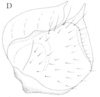 Cixidia (Epiptera) mersinica (Dlabola, 1987): (Otu).