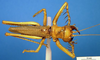 CollectionObject 1521421; 973d5e95-caba-4f5c-9ed6-22f54930b40c: male, dorsal view (lectotype). (CollectionObject).