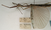 CollectionObject 1557220; NMW 972, 309829db-feaf-44ca-9c3a-7f443b8117d5: copyright NMW, Vienna. female: head and thorax, lateral view (lectotype). (CollectionObject).