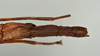 CollectionObject 1561472; f0bbf3ef-577e-47ff-9da4-6aad183923fe: copyright USNM, Washington. (CollectionObject).