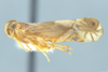 Habitus, lateral view: Nymphocixia unipunctata Van Duzee, 1923. (Observation).