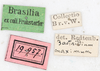 CollectionObject 1559012; NMW 778, 242d9063-55e6-4055-87af-4d4f21709115: copyright NMW, Vienna. female, data labels (holotype). (CollectionObject).