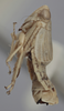 Habitus, lateral view on Athysanella (Athysanella) strobila Blocker, 1988: Lateral. (Observation).