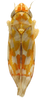 Habitus, dorsal view: Habitus (INHS collection). (Observation).
