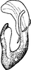 Aedeagus, lateral view: !! display not done !! on Arocephalus lakonicus Dlabola, 1980: Aedeagus, lateral view. (Observation).