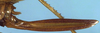 CollectionObject 1516752; 93aa3b64-2084-4f1d-a50d-dc0a6d908732: female ovipositor (holotype). (CollectionObject).