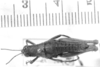 CollectionObject 1525200; 70b37f45-a659-43ce-992e-57acbf3b06be: female, dorsal view (syntype of Sitalces robustus). (CollectionObject).