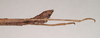 CollectionObject 1560117; NHMUK(SF IMPORT DUPLICATE) 844674, bc189b9a-eccd-4440-88e2-550641654006: copyright Natural History Museum, London. male: end of abdomen, lateral view (holotype). (CollectionObject).