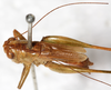 CollectionObject 1531493; 9d4f0e05-3fee-4a7c-b29f-84fd159b06f3: male, dorsal view (lectotype of Xiphidium brachypterum). (CollectionObject).