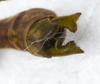 CollectionObject 1580916; 4be9ea67-b6c6-4442-95d9-f54fcc75364a: copyright FRCS, Sabah. male: end of abdomen, posterior view (holotype). (CollectionObject).