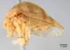 Habitus, lateral view on Cyrtolobus arcuatus (Emmons, 1855): (Observation).