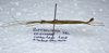 CollectionObject 1576085; f5a6d355-33cd-4dba-9db1-cf61296ee8a0: copyright ZRC, Singapore. male, lateral view (paratype). (CollectionObject).;CollectionObject 1576086; cc65d9eb-549f-47a5-85db-5a82509425aa: copyright ZRC, Singapore. male, lateral view (paratype). (CollectionObject).