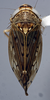 Habitus, lateral view: (Observation).