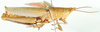 Tagasta anoplosterna (Stål, 1877): female lateral view. (Otu).