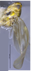 Habitus, lateral view on Arboridia (Arboridia) reniformis Song & Li, 2013: (Observation).