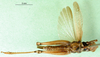 CollectionObject 1501418; 6969df89-90b4-4b7f-b117-cb2397ec752c: male, ventral view (holotype). (CollectionObject).
