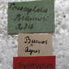 labels (syntype). Depicts CollectionObject 1505650; 8d562f1c-a227-4884-855b-4030aa32f076, a CollectionObject.