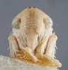 Head: !! display not done !! on Ciminius sidanus (Ball, 1936): Head/Face. (Observation).