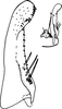 Subgenital plate: Subgenital plate (R. variabilis Dwor.). (Observation).