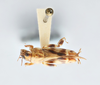 CollectionObject 2868888; CNCI 1260521, d503d8ca-477c-4586-9035-f88564b23d59: Neotridactylus apicialis. (CollectionObject).