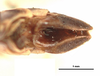 CollectionObject 1581758; ec06724c-936f-476c-8b0e-0b949fd2d0d0: male, genitalia (holotype). (CollectionObject).