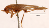 CollectionObject 1522928; 2d5086a0-fdd2-44d7-968e-1ddac0c9c44d: female, lateral view (holotype). (CollectionObject).
