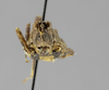 CollectionObject 1476872; 34062cbb-9187-44f3-860b-06e2e8b56d89: female, frontal view (holotype). (CollectionObject).