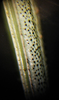 Oecanthus salvii Collins, 2020: black setae on hind femur. (Otu).
