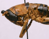 CollectionObject 1535037; 20c4037b-51ee-4c7f-a66a-4284a02ac41a: female head and pronotum, lateral view (holotype). (CollectionObject).