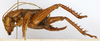 CollectionObject 1586884; 4d0f9f75-7927-4d2f-bfc4-f81e7cfcc38a: female, lateral view. (CollectionObject).