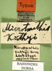 CollectionObject 1501097; efe52968-1711-46a1-afb2-ef995a47b521: labels (lectotype). (CollectionObject).