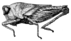 Deltonotus gibbiceps (Bolívar, 1902): Fig. 236. female, lateral view (Epitettix tamilus, pronotum length 7.2 mm, hind femur 6 mm). (Otu).