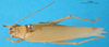 CollectionObject 1501930; 76b329a2-b6d7-4e42-9ed5-10149ebce569: female, dorsal view. (CollectionObject).