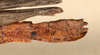 CollectionObject 1561408; NMW 184'', c10d7ac0-ac76-43c1-aebe-15f560445c96: copyright NMW, Vienna. female: end of abdomen, lateral view (syntype). (CollectionObject).