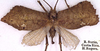 CollectionObject 1516990; 09e117ea-189f-40f4-8f37-11559b4d4edb: female (holotype). (CollectionObject).