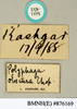 CollectionObject 1573061; NHMUK(SF IMPORT DUPLICATE) BMNH(E) 876170''''', 229e8301-7307-44e0-a113-a8c1ef63af78: Copyright Natural History Museum, London. Labels from syntype (female) in BM(NH). (CollectionObject).