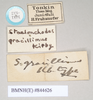 CollectionObject 1559451; NHMUK(SF IMPORT DUPLICATE) 844623-626, 3634f3ca-e221-45d4-984f-9b63a255aa78: copyright Natural History Museum, London. male, data labels (syntype). (CollectionObject).