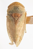 Habitus, dorsal view on Momoria rufoscutellata (Baker, 1900): (Observation).