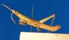 CollectionObject 1579430; d45b2a2c-4bc5-480b-8e02-44e13372b765: male, lateral view. (CollectionObject).