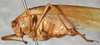 CollectionObject 1533000; 8fb49329-b42f-4d93-8596-c29929197dae: male, lateral view. (CollectionObject).