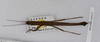 CollectionObject 1568059; 489d8c13-741e-4dd0-8b97-914810cba4b3: copyright Natural History Museum, London. female (paratype). (CollectionObject).