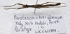 Parabrosoma brevifemurum Seow-Choen, 2018: (Otu).