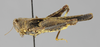 CollectionObject 1476872; 34062cbb-9187-44f3-860b-06e2e8b56d89: female, lateral view (holotype). (CollectionObject).