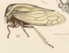 Habitus, lateral view: !! display not done !! on Euritea personata (Stål, 1870): (Observation).